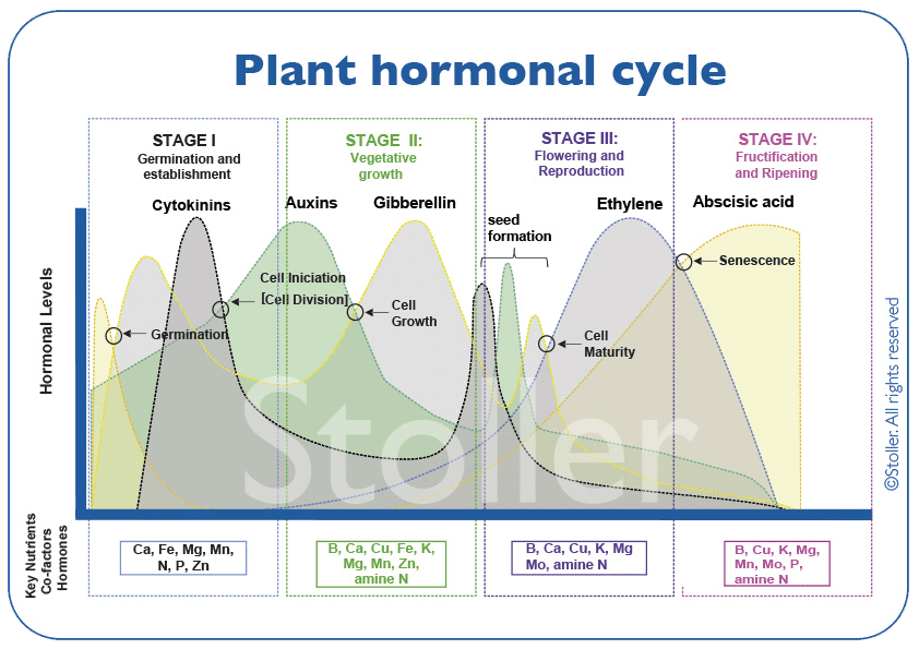 PLANT-HORMONAL-CYCLE
